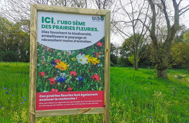 des prairies fleuries dans le parc de la présidence