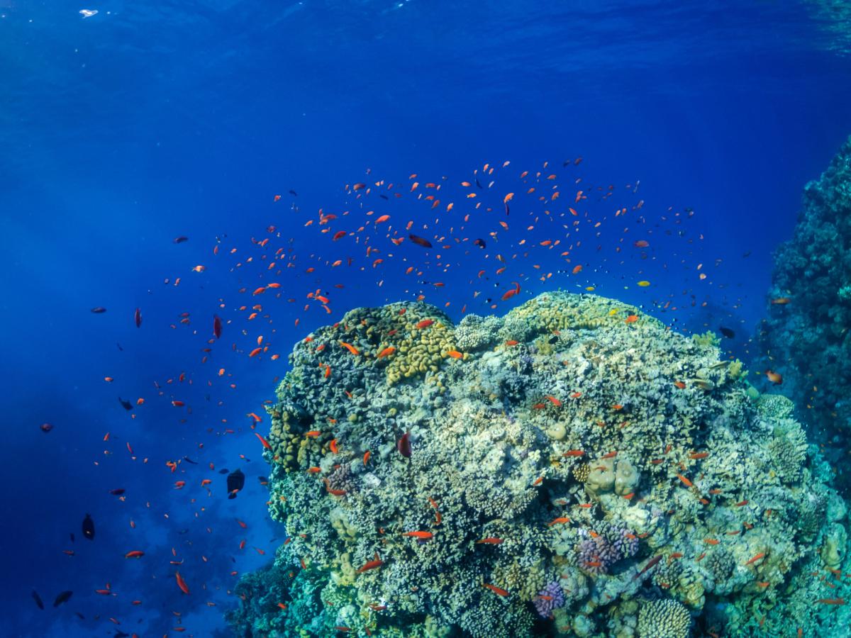 corail, éponge marine et poisson